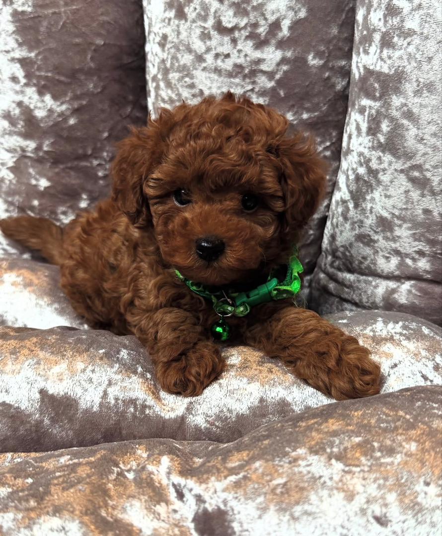 WhatsApp Image 2025-11-21 at 22.34.35_3a9f5bbc