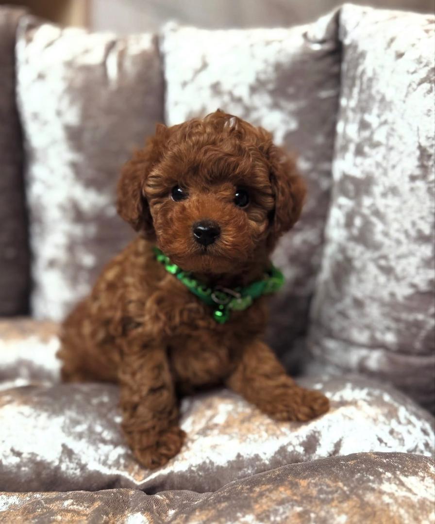 WhatsApp Image 2025-11-21 at 22.34.35_c79e95d1 Gulden