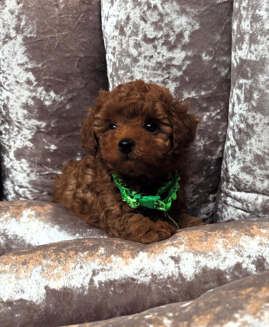 WhatsApp Image 2025-11-21 at 22.34.36_275d803a