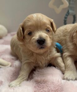 Male and Female Maltipoo Puppies
