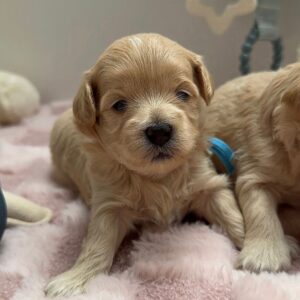 Male and Female Maltipoo Puppies
