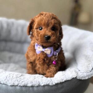 Maltipoo puppy for sale