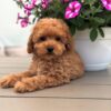 brown female Maltipoo puppy for sale