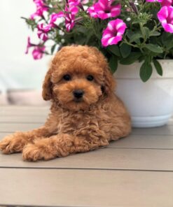 brown female Maltipoo puppy for sale