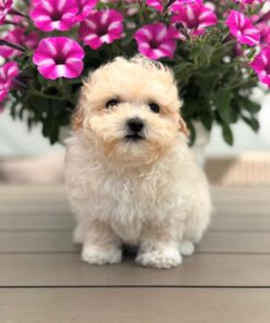 cream white female Maltipoo puppy for sale