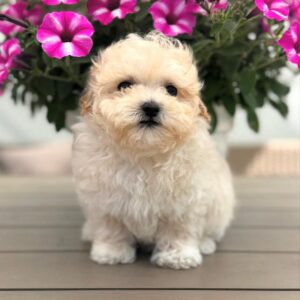 cream white female Maltipoo puppy for sale