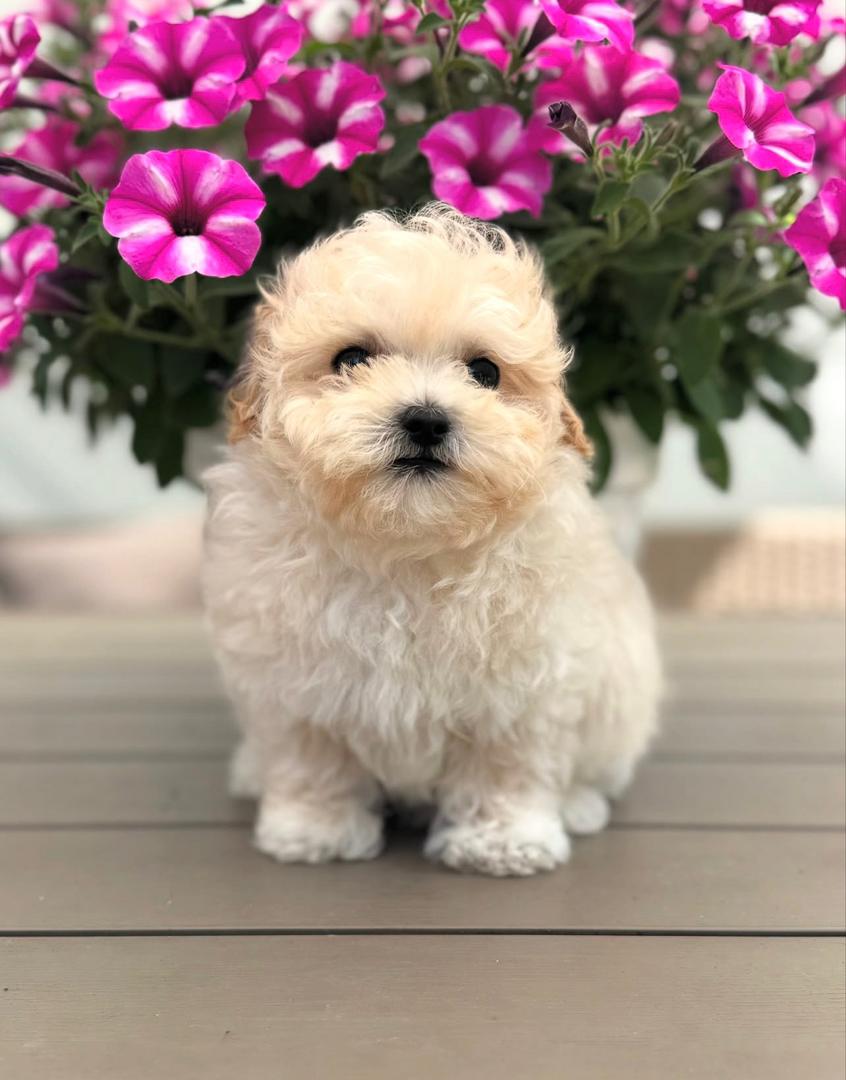 WhatsApp Image 2025-11-24 at 17.43.32_73a75c0b cream white female Maltipoo puppy for sale
