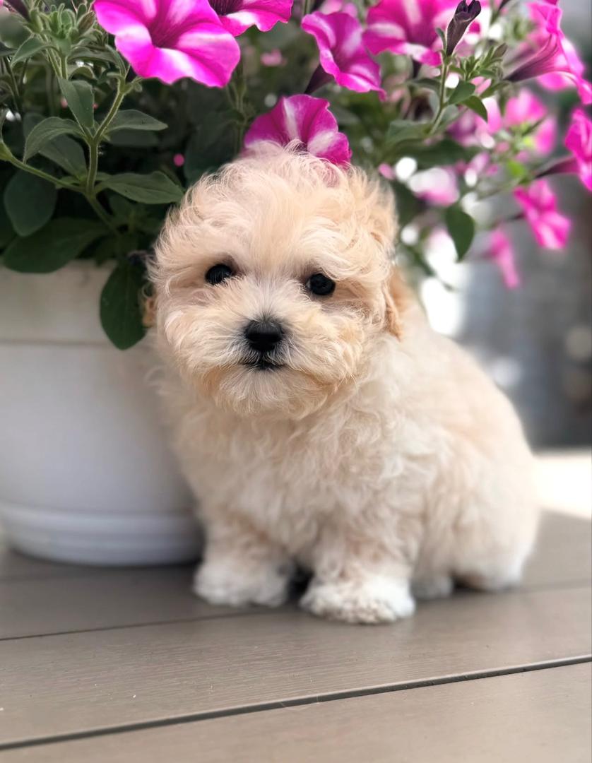 WhatsApp Image 2025-11-24 at 17.43.33_a9289be9