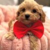light brown Maltipoo puppy