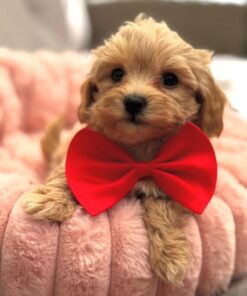 light brown Maltipoo puppy