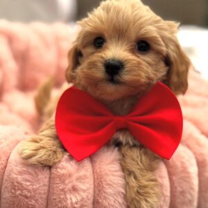 light brown Maltipoo puppy