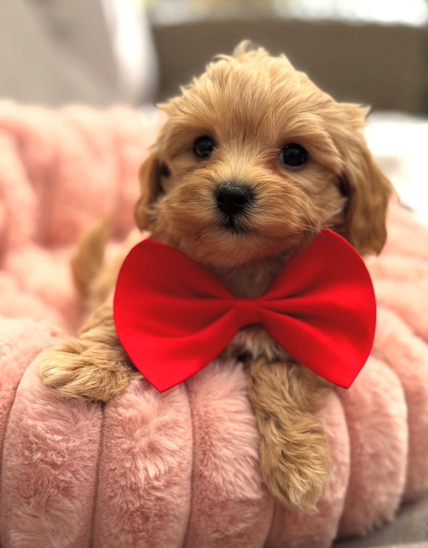 WhatsApp Image 2025-11-24 at 17.44.19_39352ac4 light brown Maltipoo puppy