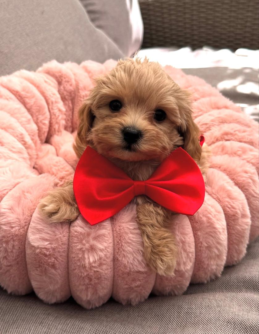 WhatsApp Image 2025-11-24 at 17.44.20_a0c0fa98