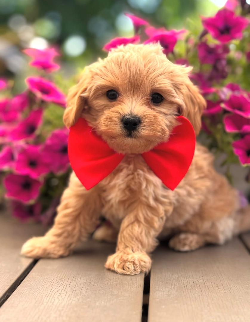 WhatsApp Image 2025-11-24 at 17.44.21_45218461