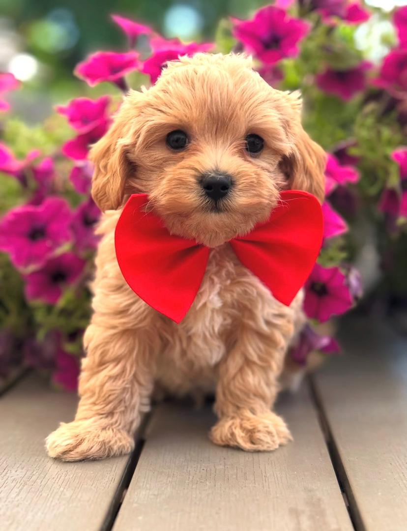 WhatsApp Image 2025-11-24 at 17.44.21_f9389445