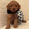brown Maltipoo puppy