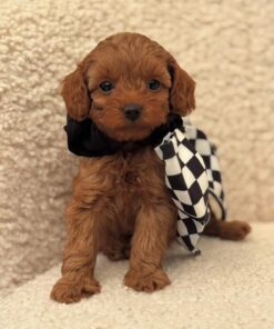 brown Maltipoo puppy