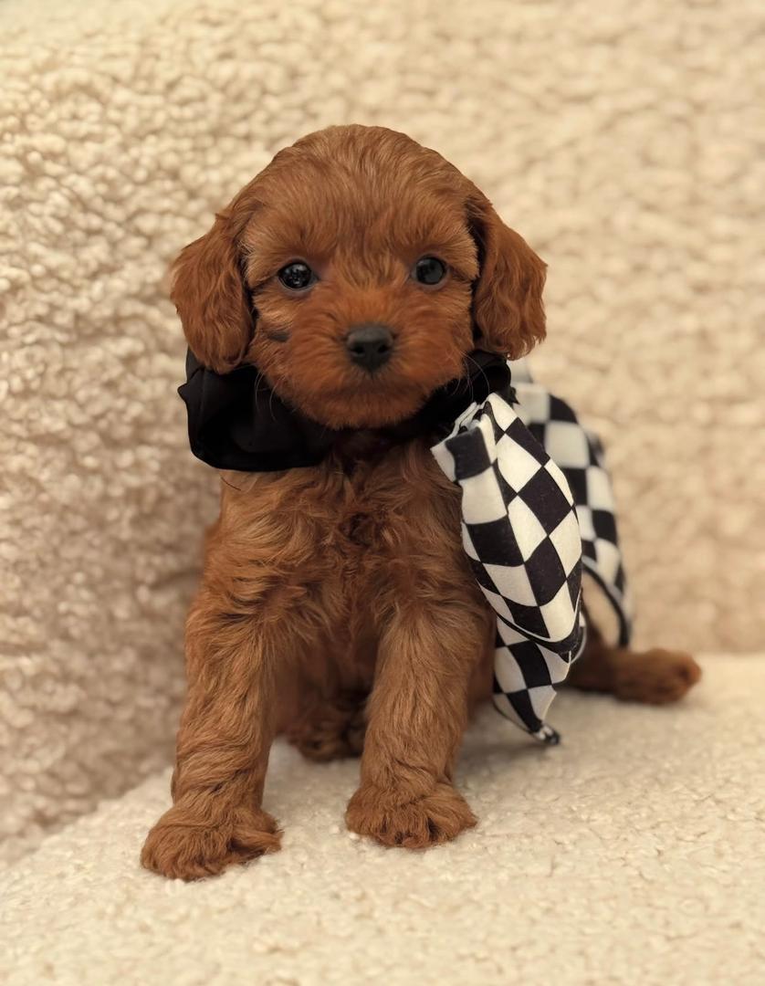 WhatsApp Image 2025-11-24 at 17.45.23_b0856f7d brown Maltipoo puppy