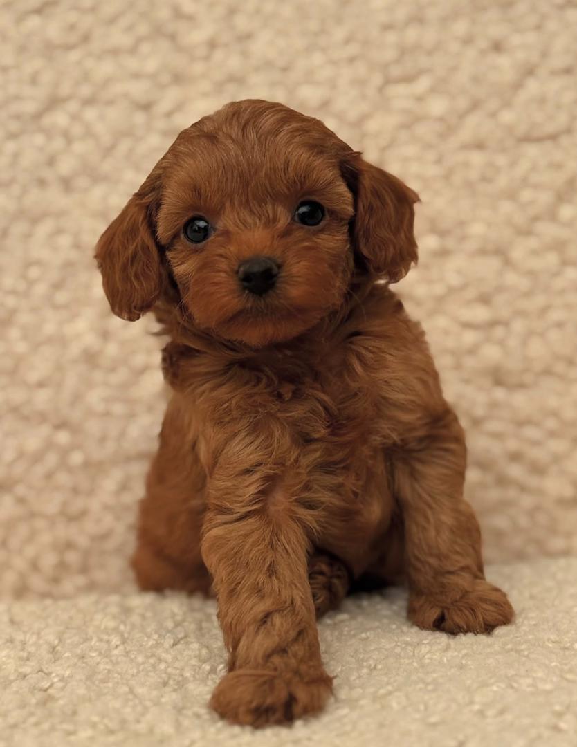 WhatsApp Image 2025-11-24 at 17.45.24_442af759