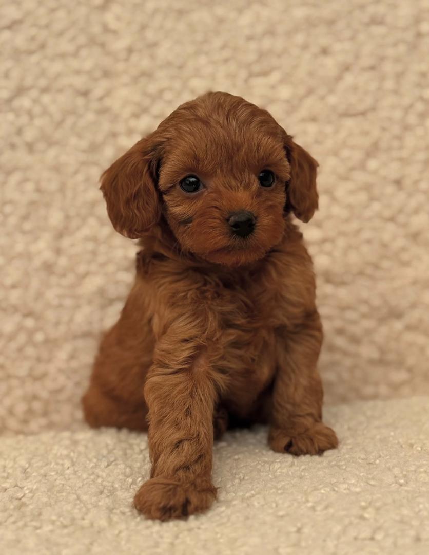 WhatsApp Image 2025-11-24 at 17.45.24_7e044d19