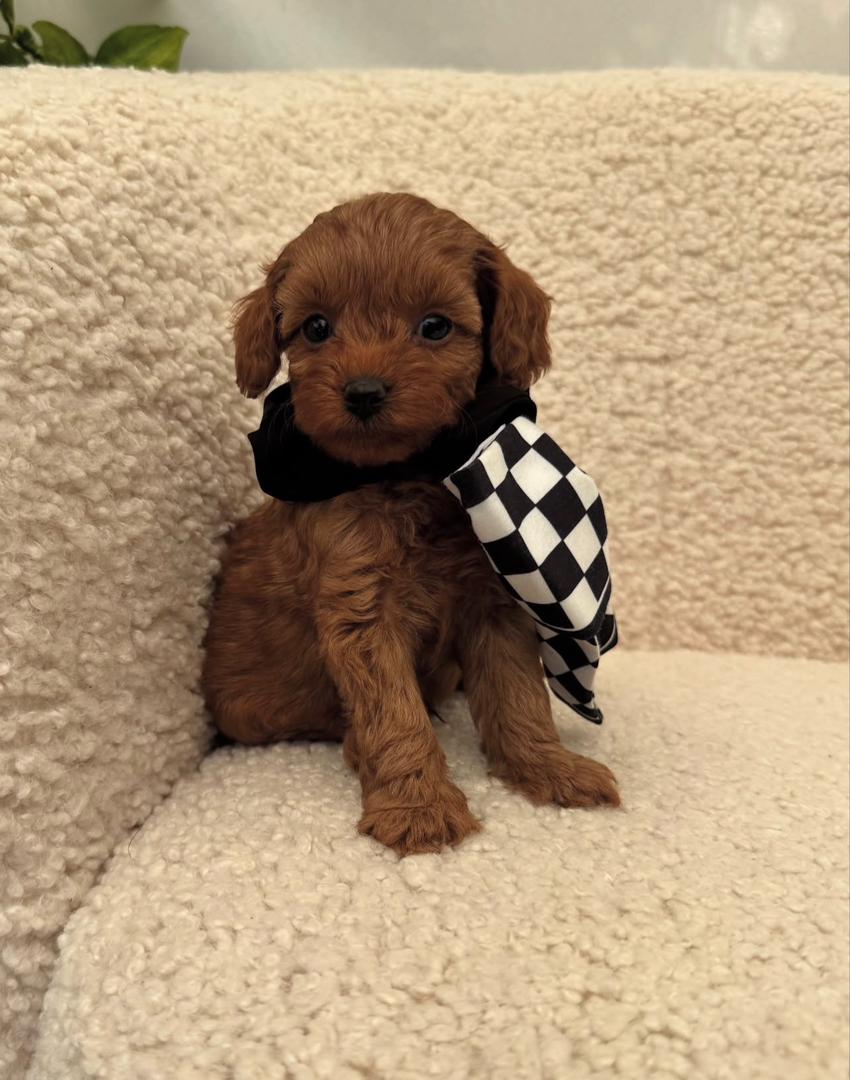 WhatsApp Image 2025-11-24 at 17.45.25_8ca8b924