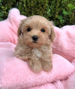light brown female Maltipoo
