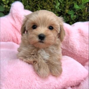 light brown female Maltipoo