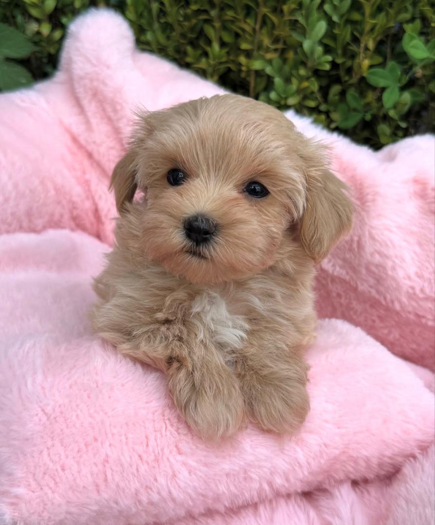 WhatsApp Image 2025-11-24 at 17.46.17_b65eec16