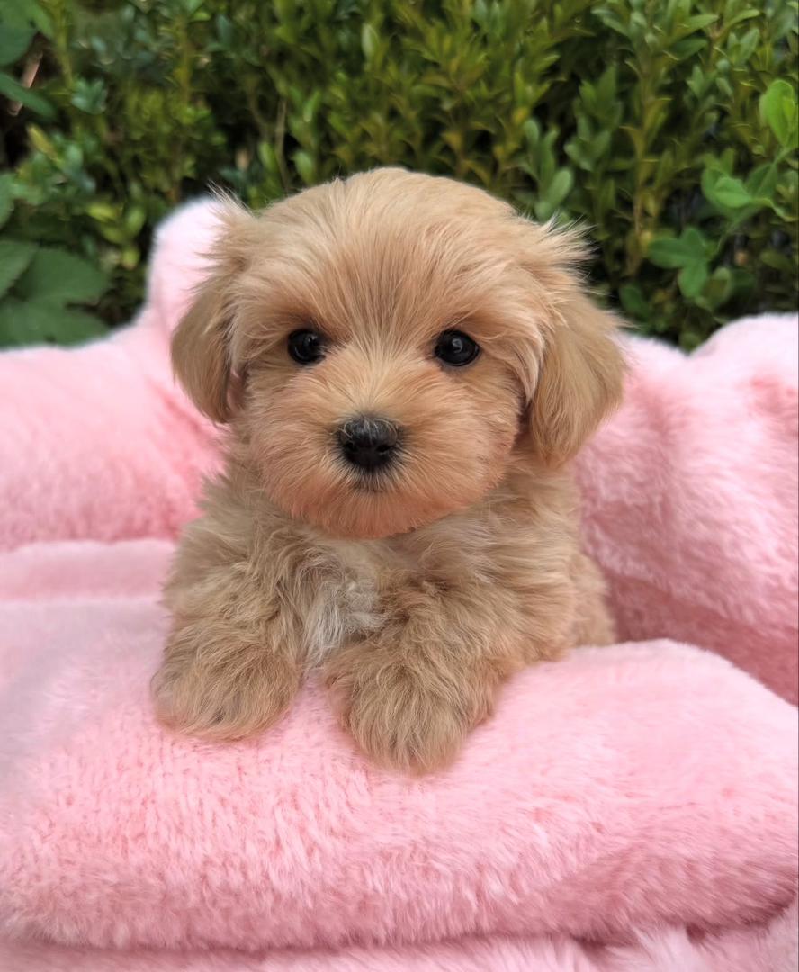 WhatsApp Image 2025-11-24 at 17.46.17_e3d87233