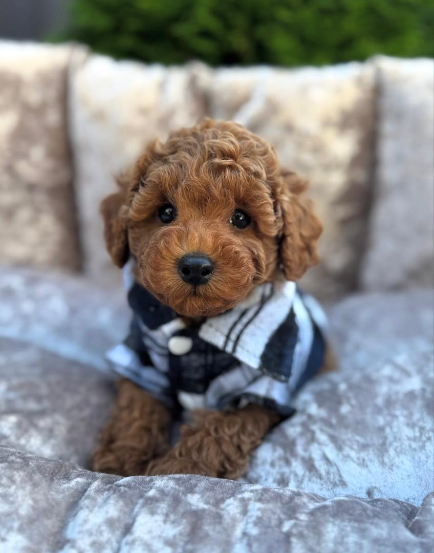 WhatsApp Image 2025-11-24 at 17.47.17_8792788f