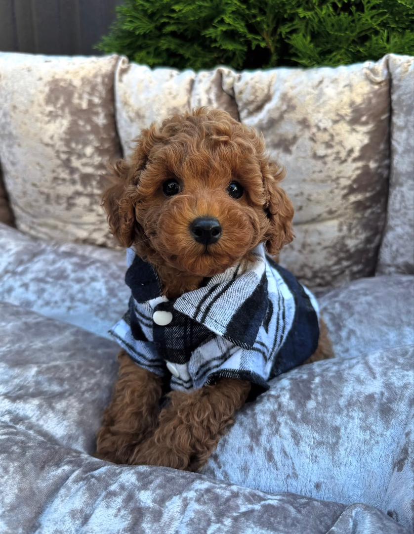 WhatsApp Image 2025-11-24 at 17.47.18_2a660f0e brown male Maltipoo