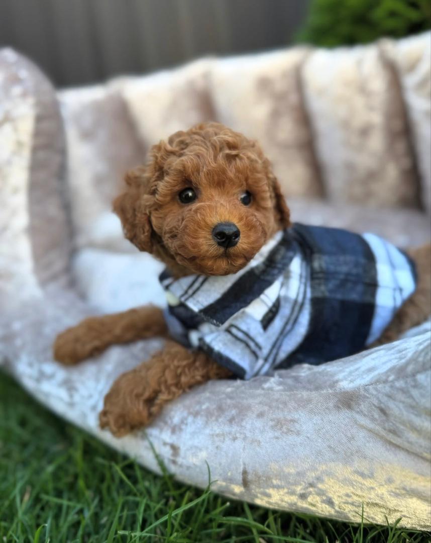 WhatsApp Image 2025-11-24 at 17.47.18_ab0a7b0e