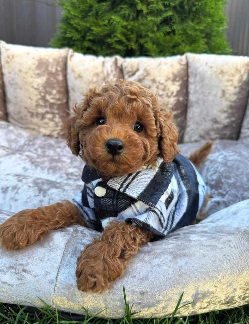 WhatsApp Image 2025-11-24 at 17.47.19_3eb90d49