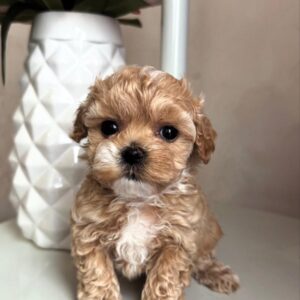 cream white Maltipoo