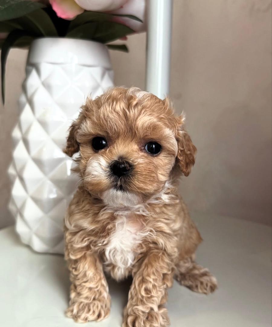 WhatsApp Image 2025-11-24 at 17.53.09_4b3a37ae cream white Maltipoo