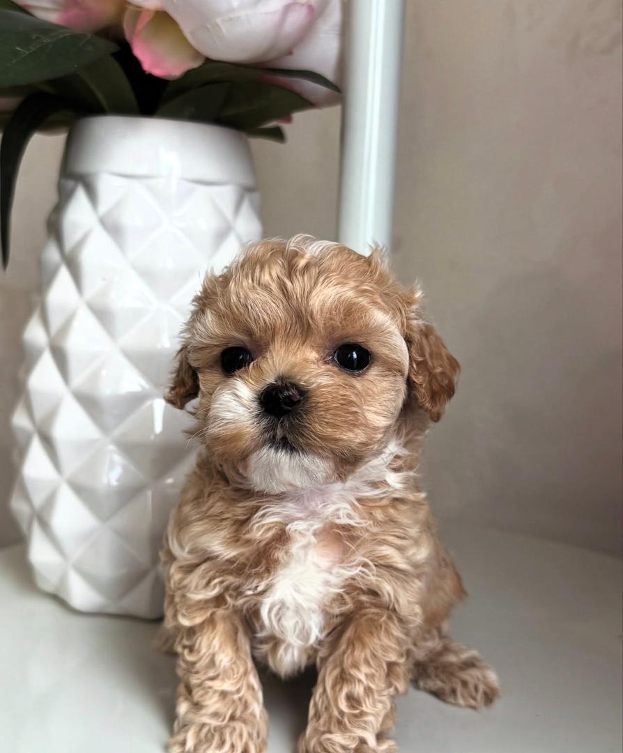 WhatsApp Image 2025-11-24 at 17.53.09_fe913210