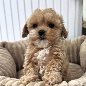 apricot brown male Maltipoo