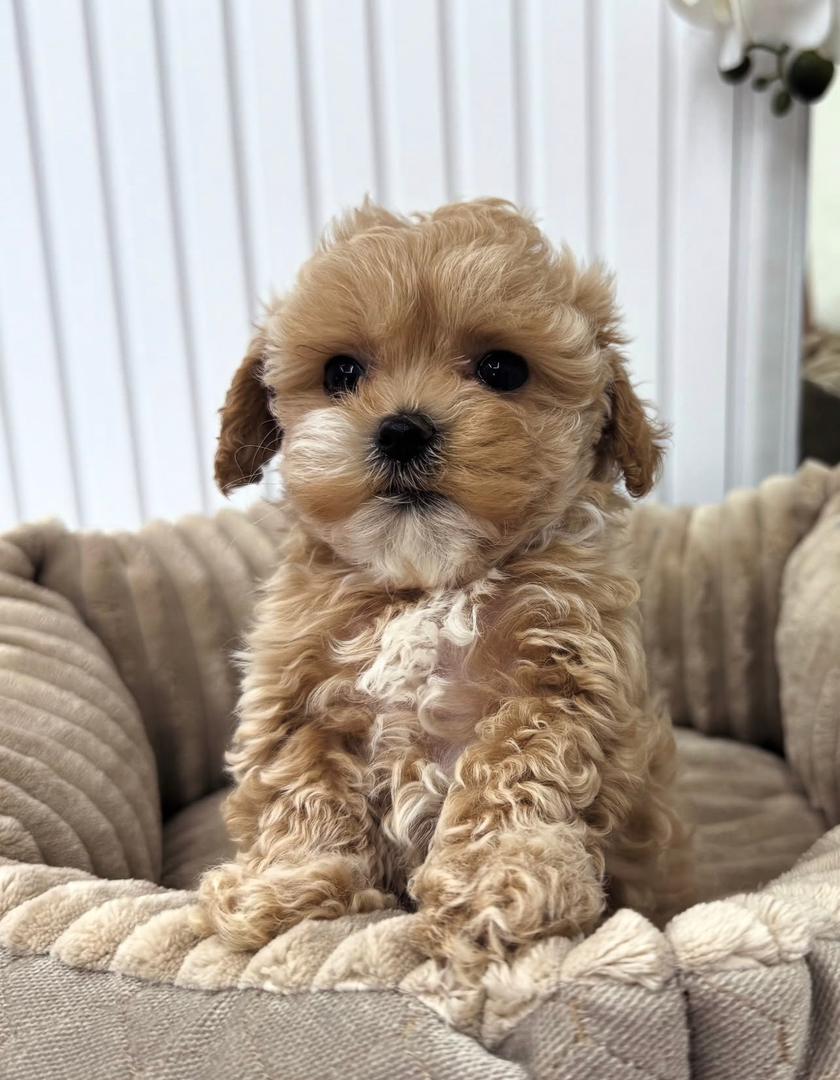 WhatsApp Image 2025-11-24 at 17.54.33_f7296e85 apricot brown male Maltipoo