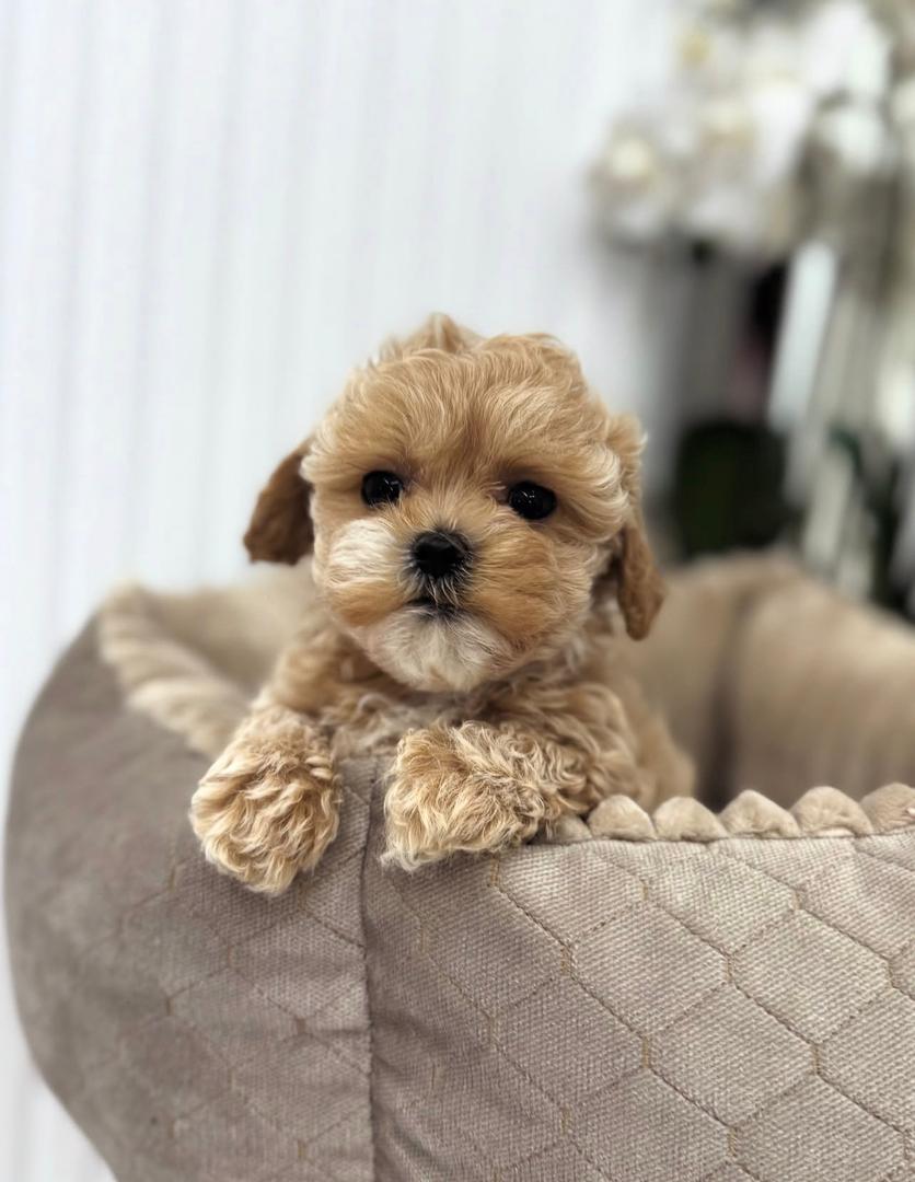 WhatsApp Image 2025-11-24 at 17.54.34_0ae29f9a