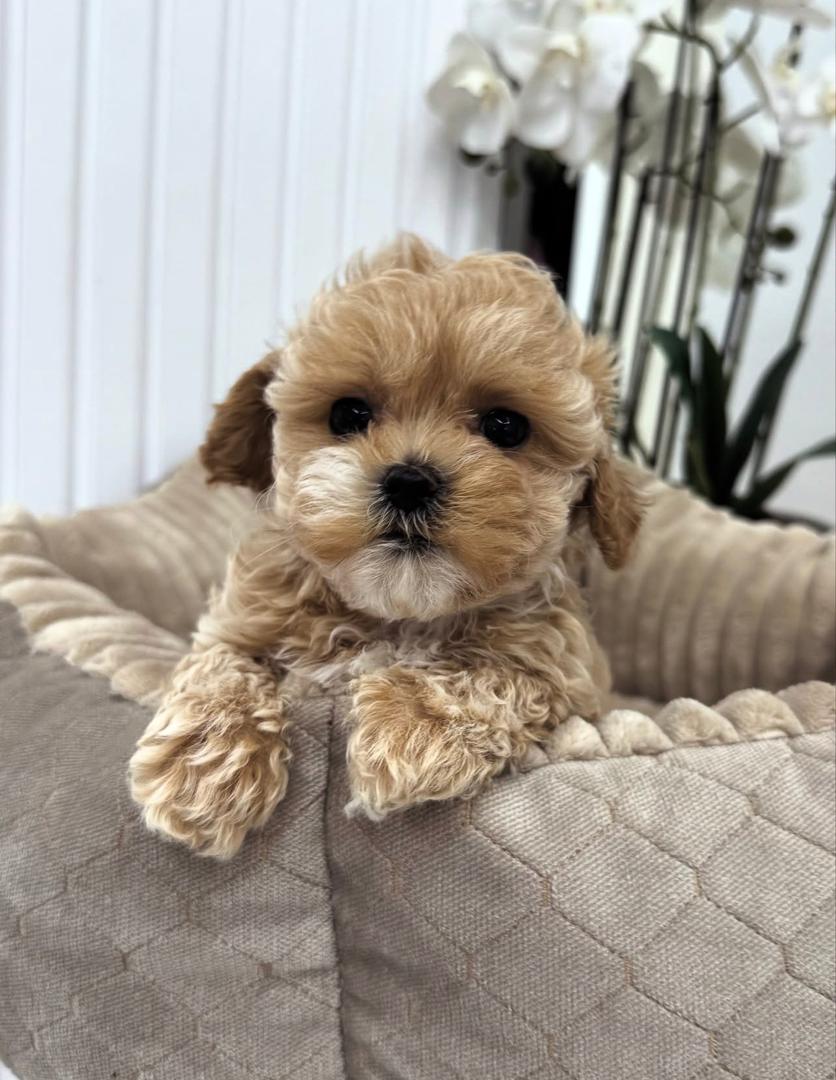 WhatsApp Image 2025-11-24 at 17.54.34_bc331690