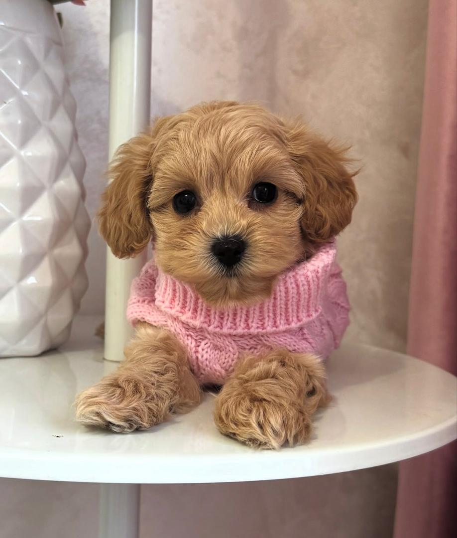 WhatsApp Image 2025-11-24 at 17.56.50_7c98474b