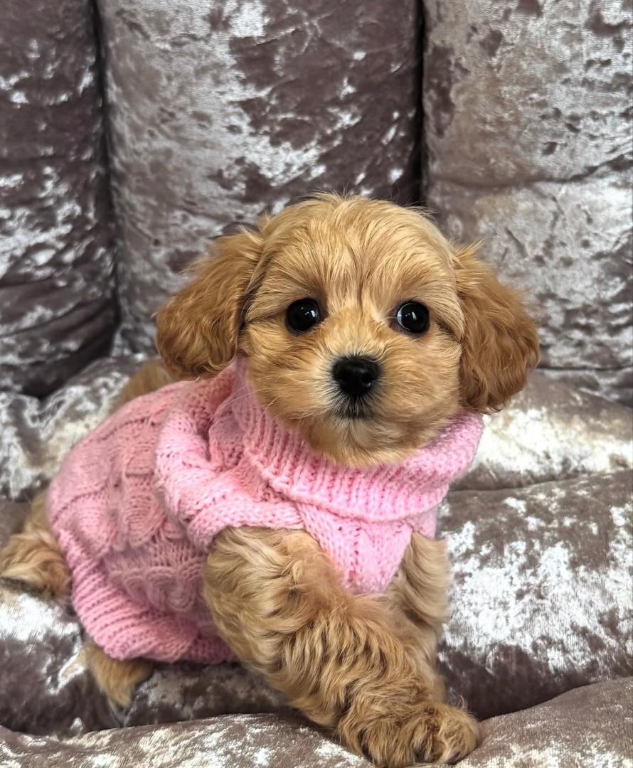 WhatsApp Image 2025-11-24 at 17.56.50_8de96cd1