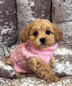light brown female Maltipoo