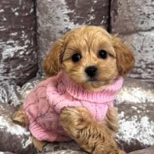 light brown female Maltipoo