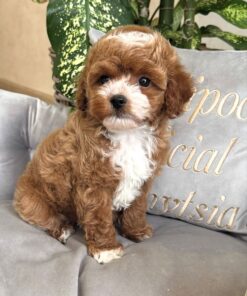 apricot female Maltipoo