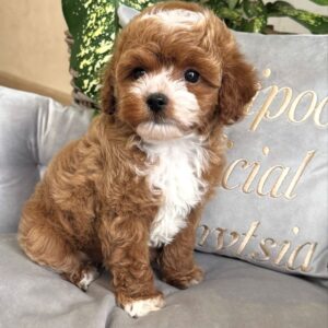 apricot female Maltipoo