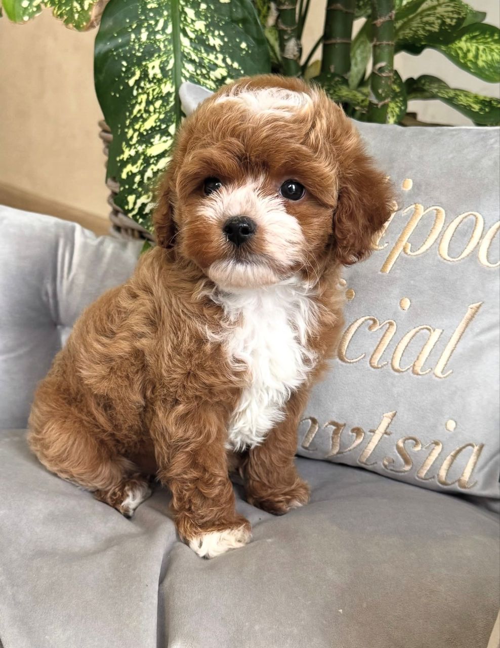 WhatsApp Image 2025-11-24 at 18.11.55_7edf5180 apricot female Maltipoo