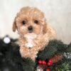 apricot male Maltipoo
