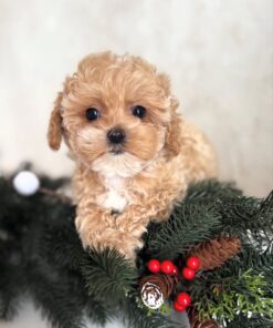 apricot male Maltipoo