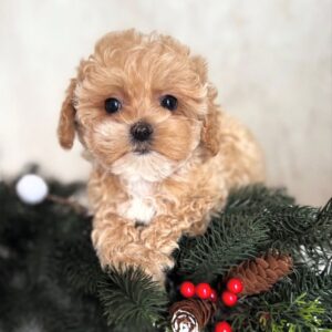 apricot male Maltipoo
